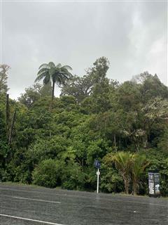 Photo of Tour Aotearoa 2023: rider Tom Morrish, Tane mahuta