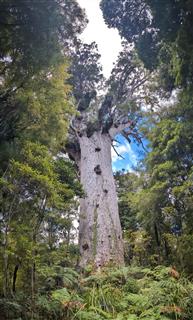 Photo of Tour Aotearoa 2024: rider Geneviève Bowers, Tane Mahuta